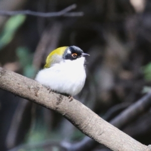 Melithreptus lunatus at Tidbinbilla Nature Reserve - 25 Mar 2024