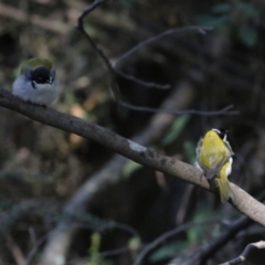 Melithreptus lunatus at Tidbinbilla Nature Reserve - 25 Mar 2024