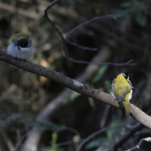 Melithreptus lunatus at Tidbinbilla Nature Reserve - 25 Mar 2024