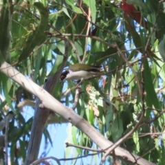 Melithreptus lunatus at Tidbinbilla Nature Reserve - 25 Mar 2024