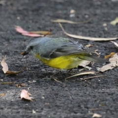 Eopsaltria australis at Tidbinbilla Nature Reserve - 25 Mar 2024