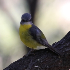 Eopsaltria australis at Tidbinbilla Nature Reserve - 25 Mar 2024