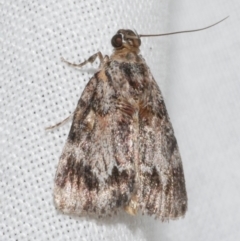 Spectrotrota fimbrialis (A Pyralid moth) at WendyM's farm at Freshwater Ck. - 11 Feb 2024 by WendyEM