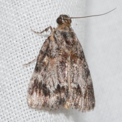 Spectrotrota fimbrialis (A Pyralid moth) at WendyM's farm at Freshwater Ck. - 11 Feb 2024 by WendyEM