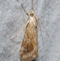 Hellula hydralis (Cabbage Centre Moth) at Freshwater Creek, VIC - 12 Feb 2024 by WendyEM