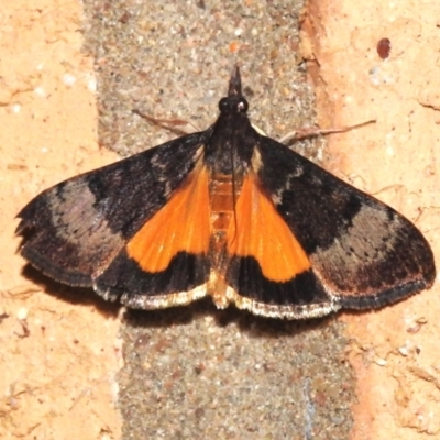 Uresiphita ornithopteralis (Tree Lucerne Moth) at Wanniassa, ACT - 26 Mar 2024 by JohnBundock