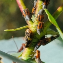 Eurypella tasmaniensis (Eurypella tasmaniensis) at Bungendore, NSW - 24 Mar 2024 by clarehoneydove