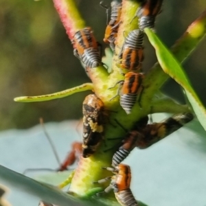 Eurypella tasmaniensis at QPRC LGA - suppressed