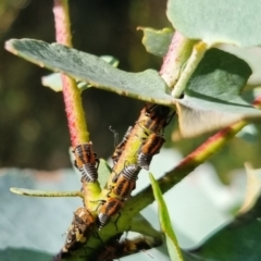 Eurypella tasmaniensis at QPRC LGA - 24 Mar 2024