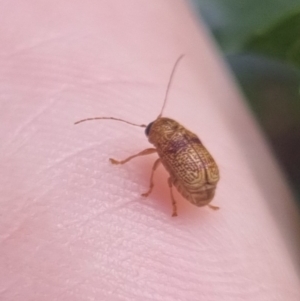 Cadmus sp. (genus) at QPRC LGA - 23 Mar 2024