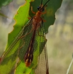 Nymphes myrmeleonoides (Blue eyes lacewing) at Bungendore, NSW - 23 Mar 2024 by clarehoneydove