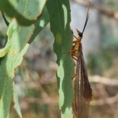 Nymphes myrmeleonoides at QPRC LGA - 23 Mar 2024