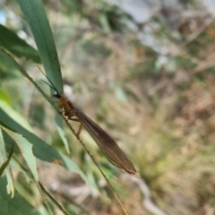 Nymphes myrmeleonoides at QPRC LGA - suppressed