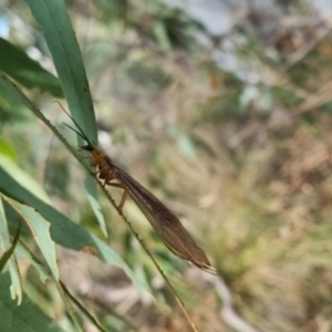 Nymphes myrmeleonoides at QPRC LGA - 23 Mar 2024