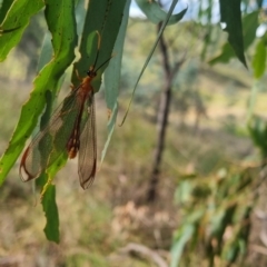 Nymphes myrmeleonoides at QPRC LGA - suppressed