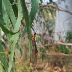 Nymphes myrmeleonoides at QPRC LGA - 23 Mar 2024