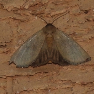 Heliocheilus moribunda at Wanniassa, ACT - 26 Mar 2024