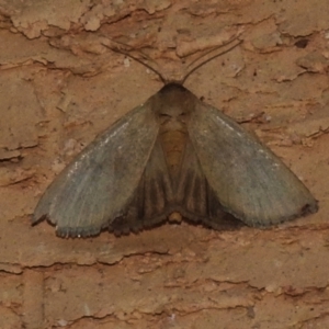 Unidentified Moth (Lepidoptera) at suppressed by JohnBundock