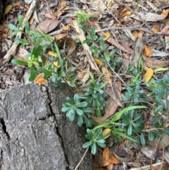 Unverified Plant by petersan