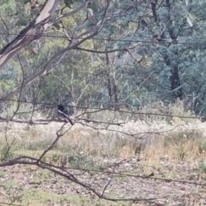 Petroica boodang at QPRC LGA - suppressed