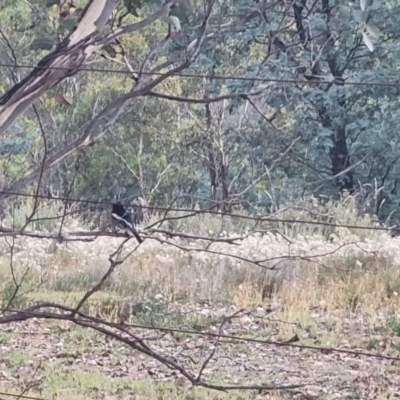 Petroica boodang (Scarlet Robin) at Bungendore, NSW - 23 Mar 2024 by clarehoneydove