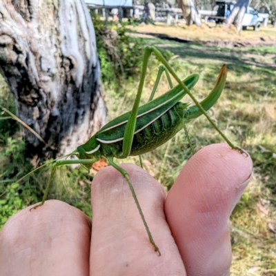 Tinzeda albosignata at Mount Buller, VIC - 23 Mar 2024 by HelenCross