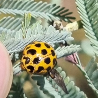 Harmonia conformis (Common Spotted Ladybird) at Bungendore, NSW - 24 Mar 2024 by clarehoneydove