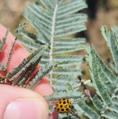 Harmonia conformis at QPRC LGA - suppressed