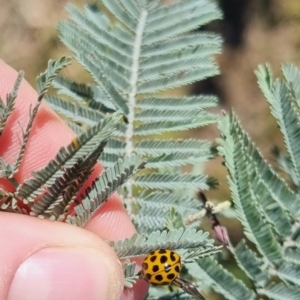 Harmonia conformis at QPRC LGA - suppressed