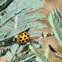 Harmonia conformis at QPRC LGA - suppressed