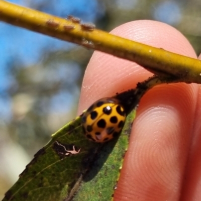 Harmonia conformis (Common Spotted Ladybird) at Bungendore, NSW - 24 Mar 2024 by clarehoneydove