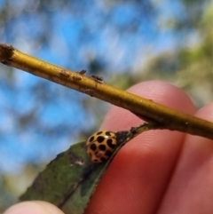 Harmonia conformis at QPRC LGA - suppressed