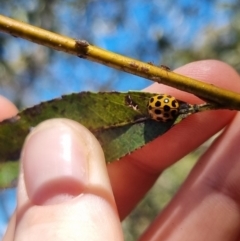 Harmonia conformis at QPRC LGA - 24 Mar 2024