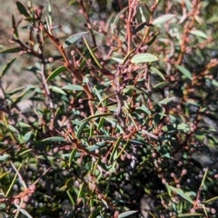 Acacia siculiformis (Dagger Wattle) at Alpine National Park - 24 Mar 2024 by HelenCross