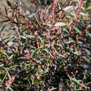 Acacia siculiformis at Alpine National Park - 24 Mar 2024