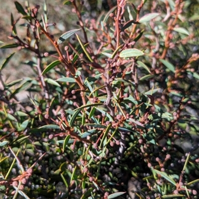 Acacia siculiformis (Dagger Wattle) at Alpine National Park - 24 Mar 2024 by HelenCross