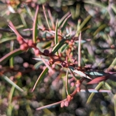 Acacia siculiformis at Alpine National Park - 24 Mar 2024