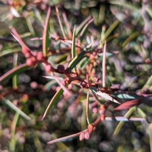 Acacia siculiformis at Alpine National Park - 24 Mar 2024