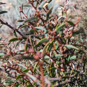 Acacia siculiformis at Alpine National Park - 24 Mar 2024 10:54 AM