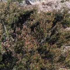 Acacia siculiformis at Alpine National Park - 24 Mar 2024 10:54 AM