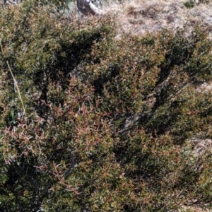 Acacia siculiformis at Alpine National Park - 24 Mar 2024