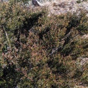 Acacia siculiformis at Alpine National Park - 24 Mar 2024 10:54 AM