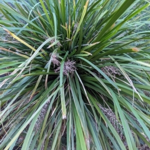 Lomandra longifolia at Majura Primary School, Watson - 26 Mar 2024