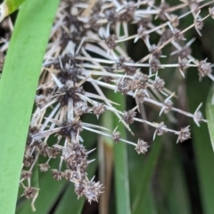Lomandra longifolia at Majura Primary School, Watson - 26 Mar 2024