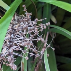 Lomandra longifolia at Majura Primary School, Watson - 26 Mar 2024