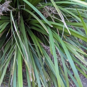 Lomandra longifolia at Majura Primary School, Watson - 26 Mar 2024