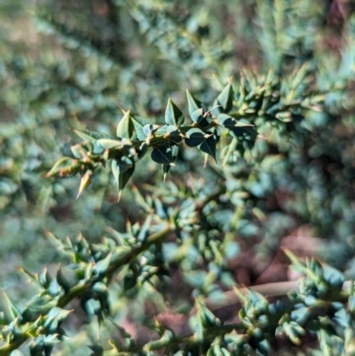 Daviesia ulicifolia subsp. ruscifolia (Broad-leaved Gorse Bitter Pea) at Mount Buller, VIC - 24 Mar 2024 by HelenCross