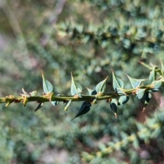 Daviesia ulicifolia subsp. ruscifolia at Alpine National Park - 24 Mar 2024