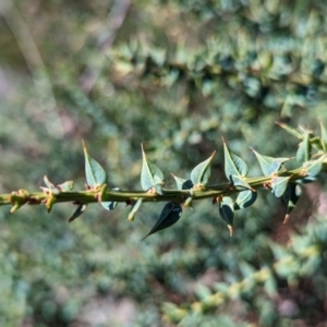 Daviesia ulicifolia subsp. ruscifolia at Alpine National Park - 24 Mar 2024