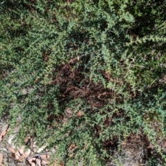 Daviesia ulicifolia subsp. ruscifolia at Alpine National Park - 24 Mar 2024